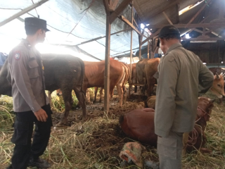 Polsek Asemrowo Dampingi Pemeriksaan Hewan Kurban di Wilayah Tambak Mayor dan Asemrowo Kali