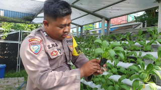 Bhabinkamtibmas Tanjung Perak Pantau Program Ketahanan Pangan di Taman Hidroponik Petekan