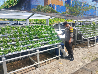 Bhabinkamtibmas Kelurahan Tanjung Perak Laksanakan Asistensi dan Pembinaan Program Ketahanan Pangan Hidroponik di Taman Petekkan Riverside