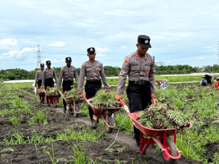 'Live In' : Siswa Diktukba SPN Polda Jatim Bantu Petani Bawang Merah di Nganjuk