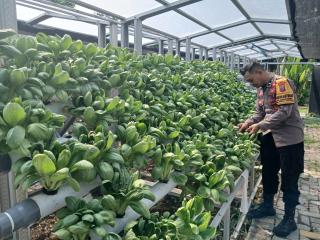 Bhabinkamtibmas Polsek Pabean Cantikan Cek Program Ketahanan Pangan di Taman Hidroponik Petekkan