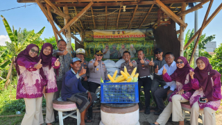 Dukung Program Asta Cita, Polsek Kenjeran Panen Raya 1,8 Ton Jagung Manis di Tambak Wedi.