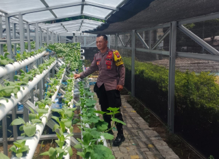 Pembinaan Ketahanan Pangan Hidroponik, Bhabinkamtibmas Pabean Cantikan Dorong Optimalisasi Perawatan dan Pemasaran Hasil Panen
