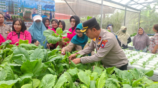 Kapolsek Krembangan dan Bhayangkari Panen Sawi Caisim, Dorong Warga Perkuat Ketahanan Pangan