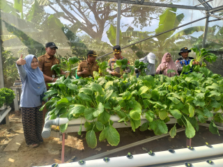 Kapolsek Krembangan Hadiri Panen Sawi Caisim Bersama KWT Dorang Cinta, Dukung Ketahanan Pangan Nasional