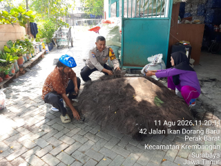 Bhabinkamtibmas Perak Barat Sambang Warga, Pantau Persiapan Lomba 17 Agustus dan Sosialisasikan Call Center 110