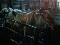 Babinkamtibmas Sidotopo Pantau Proses Penyembelihan Sapi di RPH Semampir
