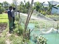 Kapolsek Kenjeran Pantau Konsep Pertanian & Perikanan Kampung Tangguh RW 05 Takal Kedinding