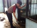 Unit Satwa Satsabhara Polres Tanjung Perak Lakukan Perawatan & Pemeliharaan Anjing
