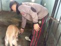 Unit Satwa Satsabhara Lakukan Perawatan Rutin Anjing Pelacak