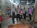 Kanit Binmas Polsek Semampir Pantau Penyembelihan Hewan di RPH
