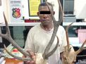 Satreskrim Polres Tanjung Perak Tangkap Pedagang Tanduk Rusa