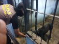 Unit Satwa Polres Tanjung Perak Lakukan Pemeliharaan Rutin Anjing Pelacak