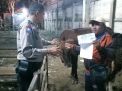 Babinkamtibmas Sidotopo Pantau RPH, Pastikan Tidak Terjadi Pelanggaran Aturan Penyembelihan