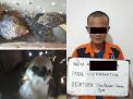 Polres Pelabuhan Tanjung Perak Gagalkan Penyelundupan Anak Elang 1 Orang Diamankan