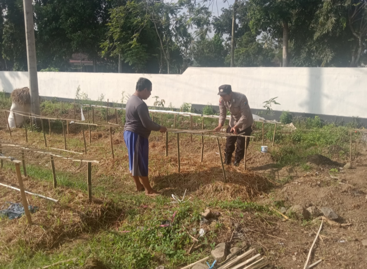 Gelorakan Swasembada Pangan Polisi Tanam Cabe di Lahan Polsek Tamankrocok Bondowoso