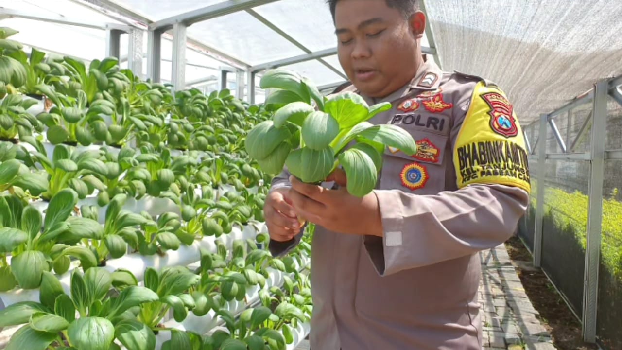 Bhabinkamtibmas Tanjung Perak Laksanakan Cek Program Ketahanan Pangan di Taman Hidroponik Petekan