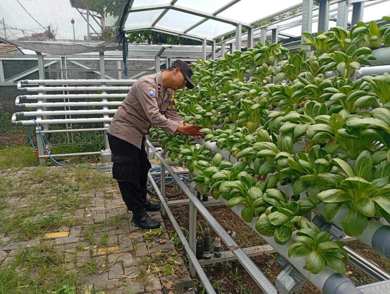 Bhabinkamtibmas Laksanakan Pembinaan Program Ketahanan Pangan Hidroponik di Taman Petekkan Riverside
