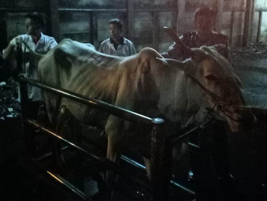 Babinkamtibmas Sidotopo Pantau Proses Penyembelihan Sapi di RPH Semampir
