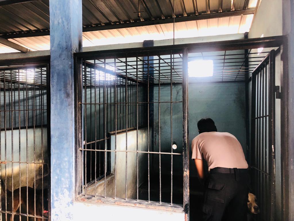 Unit Satwa Satsabhara Polres Tanjung Perak Lakukan Perawatan Rutin Untuk Anjing Pelacak