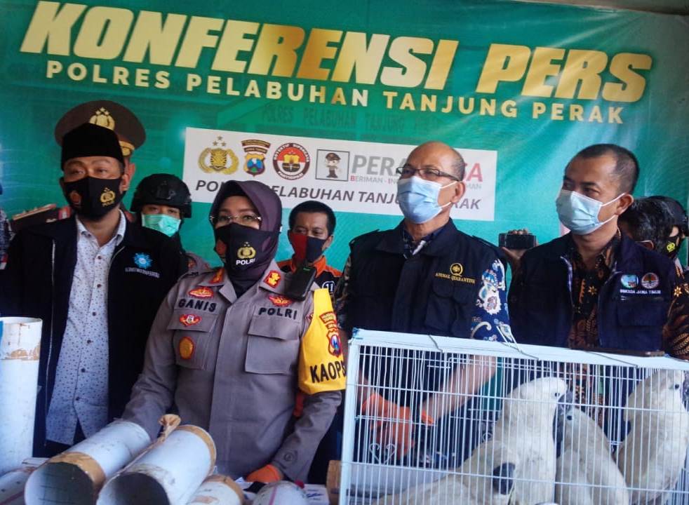 Satreskrim Polres Tanjung Perak Gagalkan Upaya Perdagangan Satwa Langka & Dilindungi